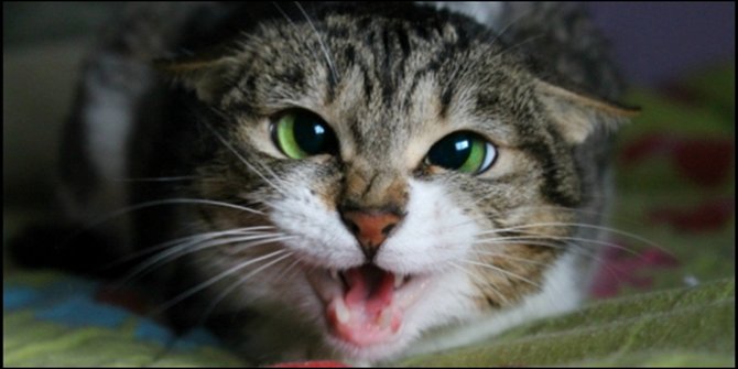 Dengarkan Suara  Kucing  Yang Ngamuk Ini Kamu Bakal Ngakak 