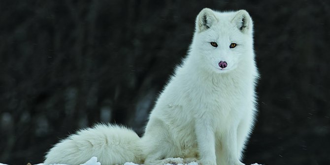 Dikira Anjing Pasangan Ini Malah Adopsi Rubah Arktik Langka