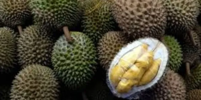 Durian Tinggi Kolesterol? Ini Fakta dan Tips Konsumsi yang Aman