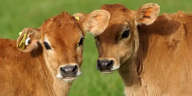 Gambar Anak Sapi : Teknologi Pembibitan Sapi Bali | Unsurtani.com