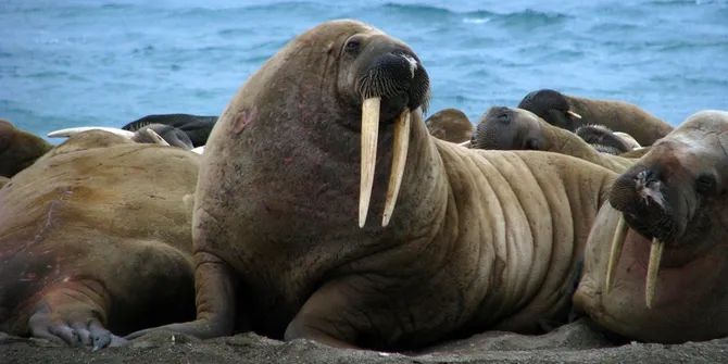 Hendak Selfie Bareng Walrus Pria Ini Malah Tewas Plus Kapanlagi Com