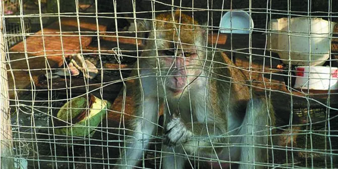 Hewan Diberi Air Campur Urin Kebun Binatang Ini Harusnya Ditutup