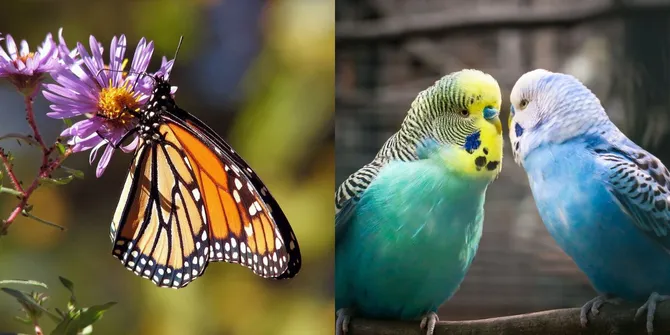 Hewan Paling Setia di Dunia, Cukup Satu Pasangan Seumur Hidup