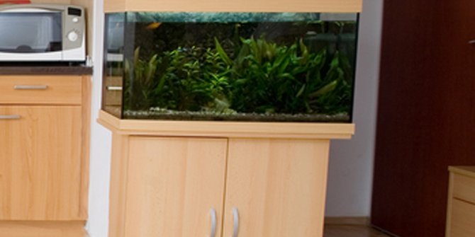 Ingin Bikin Mini Aquarium Di Rumah Apa Saja Yang Harus Dibeli