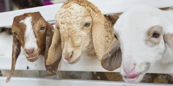 Intip Keahlian Memanjat dari Kambing Maroko Ini!