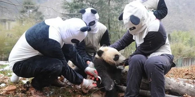 64 Membuat Gambar Hewan Panda Terbaru