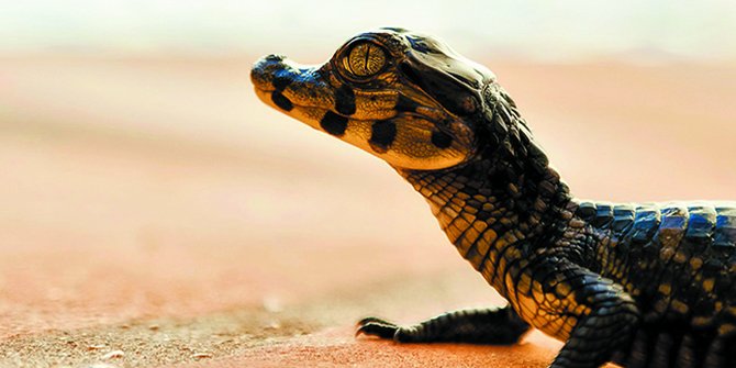 660 Koleksi Gambar Hewan Buas Dan Hewan Jinak Gratis Terbaru