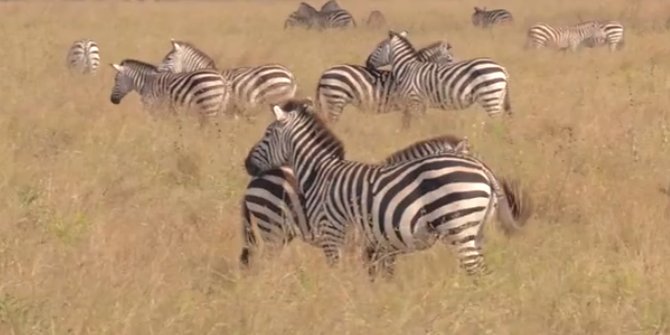 80 Gambar Hewan Dimulai Dari Angka Gratis