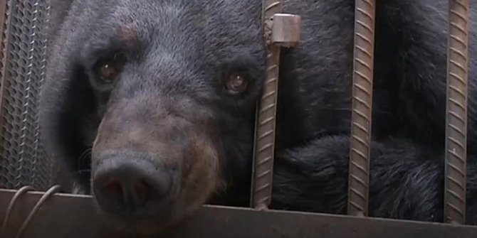 Keluarga Ini Kaget Saat Tahu Anjing Kecilnya Berubah Jadi Seekor Beruang