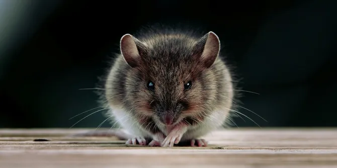 Perbedaan Tikus dan Curut: Mana yang Lebih Berbahaya?