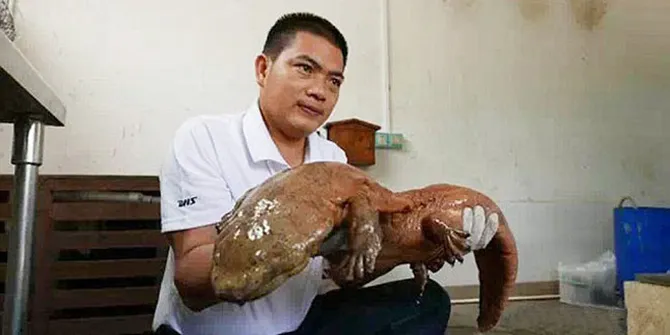 Heboh Hewan Purba Era Dinosaurus Ditemukan Hidup Plus Kapanlagi Com