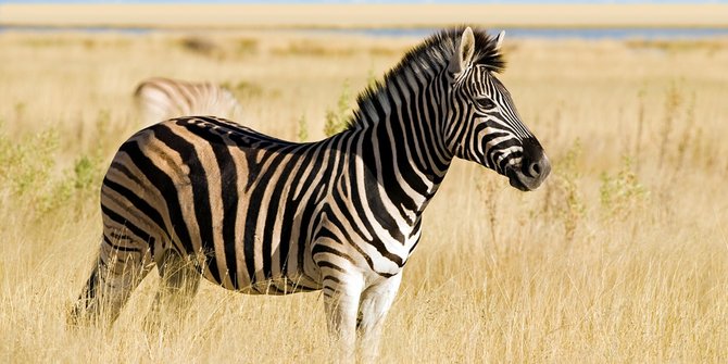 Setelah Harimau Kini Giliran Zebra Serang Petugas Kebun 