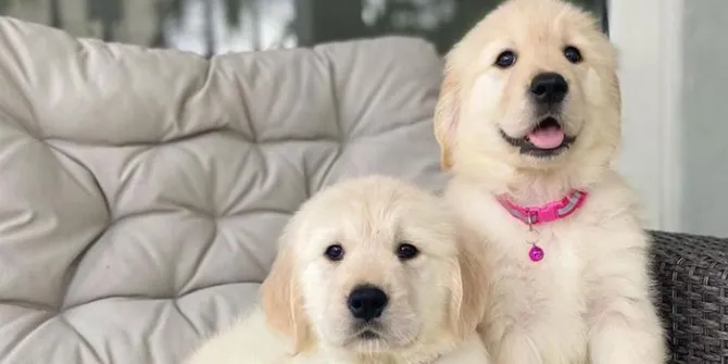 Temukan Karakter Dirimu, 5 Perbedaan Menarik Antara Pecinta Anjing dan Kucing!