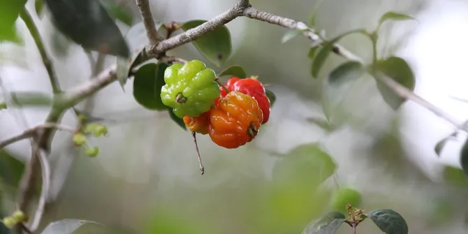 Tips Merebus Tanaman Herbal Daun Dewandaru untuk Darah Tinggi, Punya Banyak Manfaat