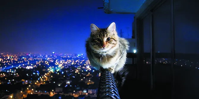 Wow Kucing Ini Berani Berkelahi Dengan Anjing Demi Anak Majikan