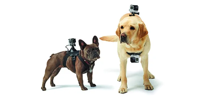 Yuk Coba Kamera Canggih Ini Untuk Binatang Kesayangan Plus