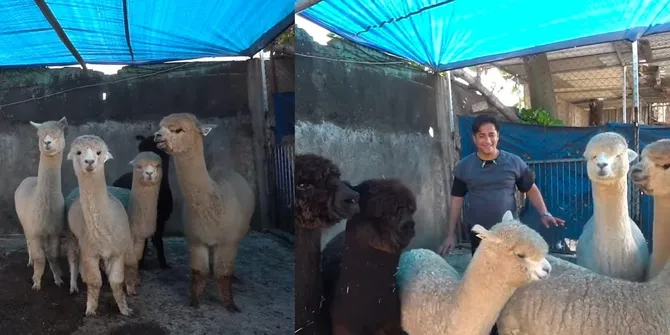 8 Potret Keseruan Irfan Hakim Mencari Jodoh Untuk Alpaca Peliharaannya