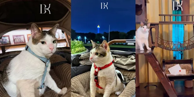 Bobby Kertanegara: Dari Kucing Jalanan Menjadi Bintang Diplomasi dengan Hadiah Istimewa dari Dubes China