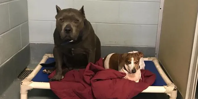 Dachsund Buta & Anjing Penuntunnya Reuni Setelah Berpisah Lama