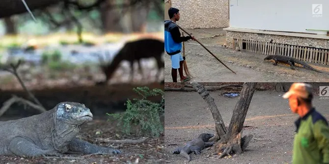 FOTO Begini Interaksi Kehidupan Manusia dan Komodo di Pulau Rinca