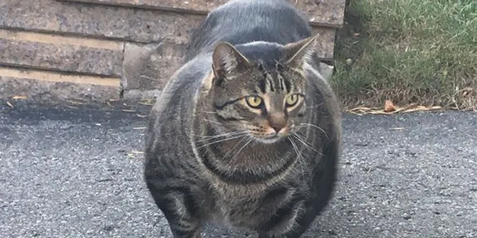 FOTO: Galeri Meme Kucing Kekar Untuk Temani Momen Ngabuburitmu