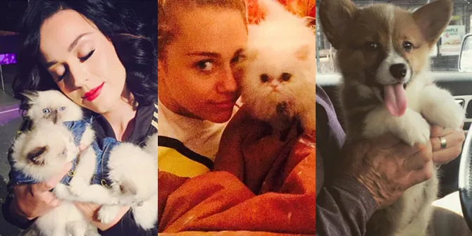 Foto: Hewan Peliharaan Para Selebriti Hollywood Yang Bikin Gemas!