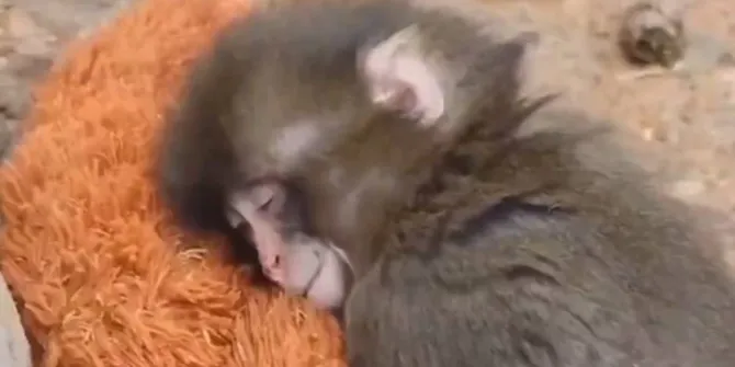 Kisah Punch, Bayi Monyet Jepang yang Viral karena Boneka ‘Ibunya’