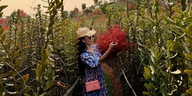 Potret Krisdayanti Berkebun, Kece Badai Kenakan Gaun dan Topi Sambil Asyik Petik Mawar