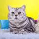 Manfaat Memelihara Kucing
