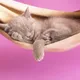 Hobi Merawat Kucing