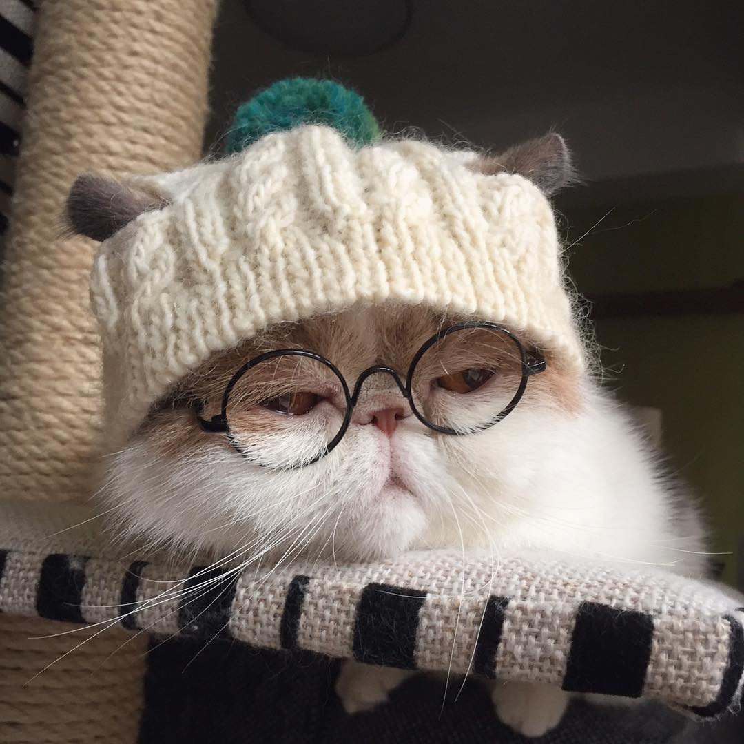 Смешные авы с котиками. Кот в шапке. Котенок в шапочке. Кот в очках. Милые котики в шапках.