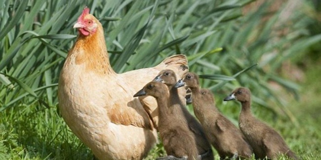  Foto  Ini Buktikan Bahwa Induk Ayam Bisa Jadi Ibu Berbagai  