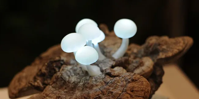Lampu Jamur yang Unik Bisa Bikin Ruangan Serasa di 