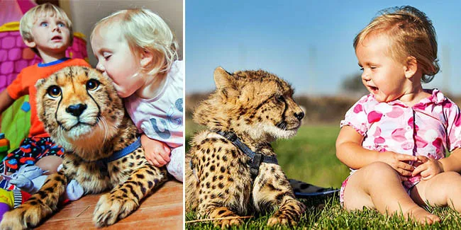 Dua Balita Ini Dibesarkan Bersama Bayi Cheetah - Vemale.com