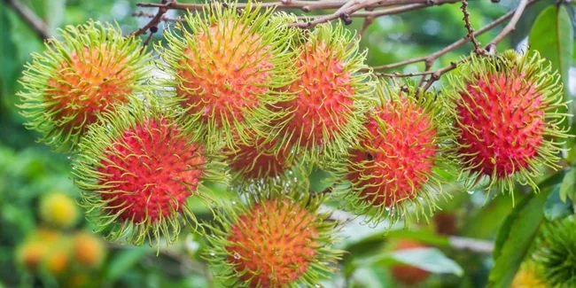 9000 Gambar Buah Buahan Teraneh Di Dunia Paling Keren 9000 Gambar Buah Buahan Teraneh Di Dunia Paling Keren