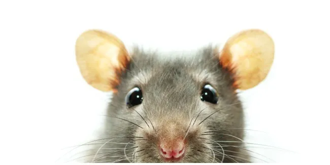 Lukisan Tikus Makan Keju Di Dapur Desainrumahid Cara Jitu Usir Tikus Dari Rumah Anda Vemale