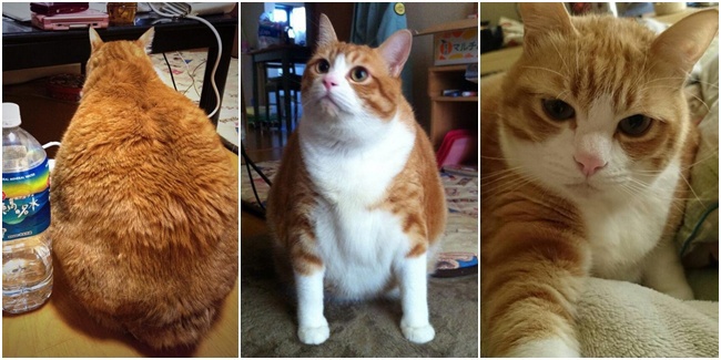 Kintoki Kucing Jepang Kegemukan Tapi Menggemaskan Vemale Gambar