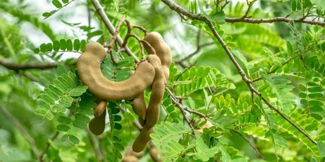 Ternyata Khasiat Daun Asam Bisa Mengobati Berbagai Macam Penyakit Di Antaranya Mengobati Sakit Kuning Dan Dibetes