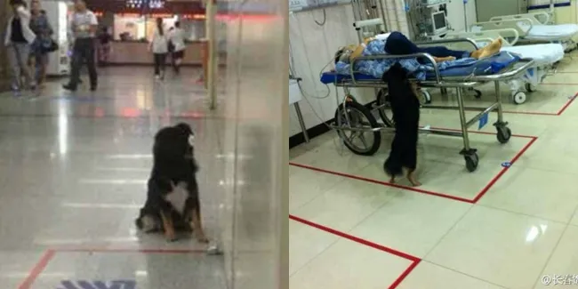 Anjing Setia Menunggu Pemiliknya di Depan Pintu Rumah 