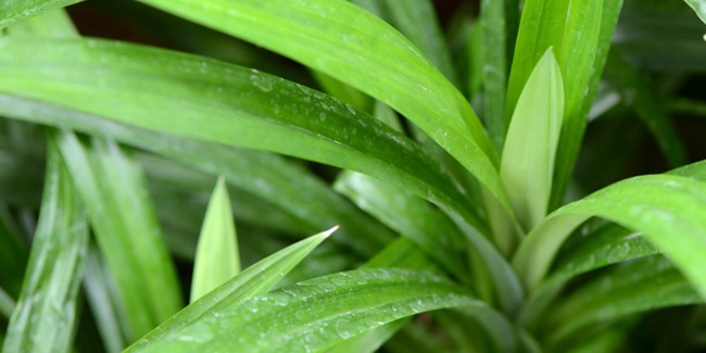  Rambut  Bebas Ketombe Dengan Daun Pandan Vemale com