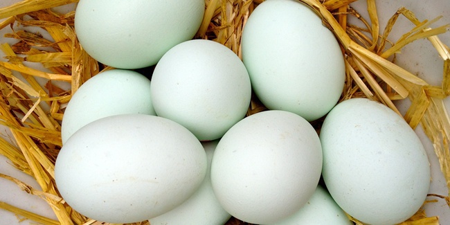 Tips Kupas Telur Bebek Mudah Garam Vemale Gambar