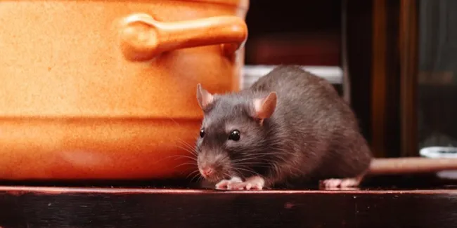 Karyaindonesiaku Tips Dapur Cara Mudah Dan Murah Usir Tikus Dari Editor Ivana Okta Riyani