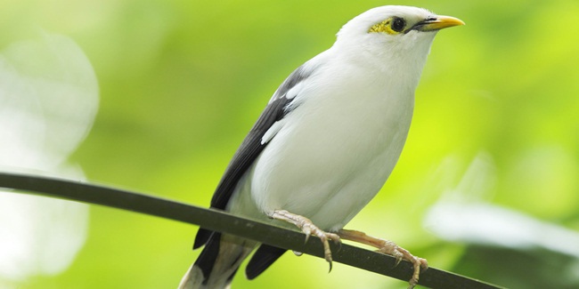 Taman Burung  Jurong Ikut Lestarikan Jalak  Bali Jalak  