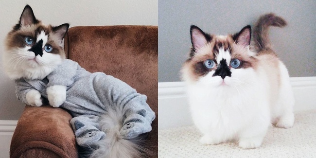 Perkenalkan Albert, Kucing Lucu dengan Mata Biru 
