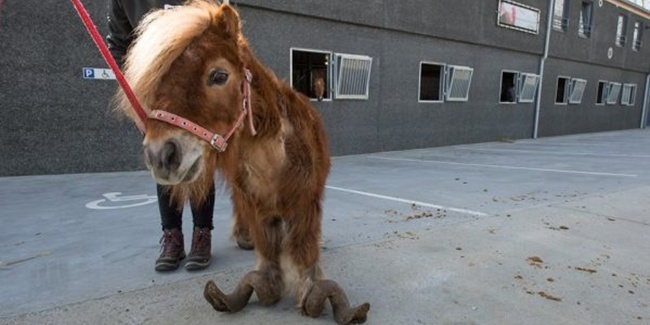 10 Diabaikan Tak Terawat Kuda Poni Bikin Kagum Gambar Asli