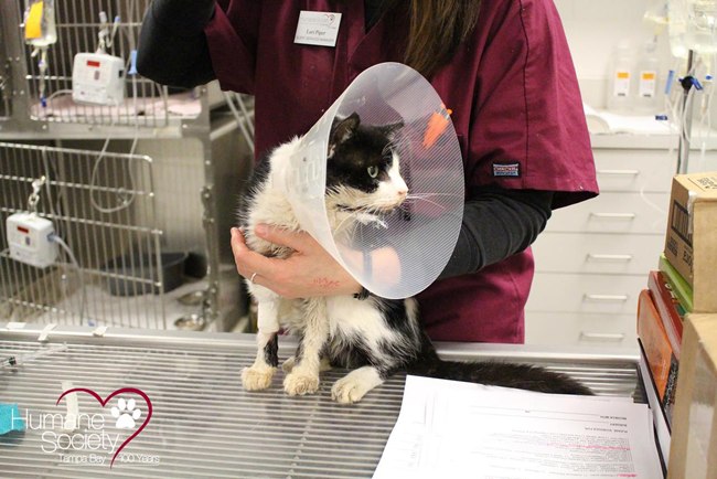 Beruntung, akhirnya Bart bisa selamat dan pulih kembali setelah dirawat oleh dokter | foto: copyright humanesocietytampa.org