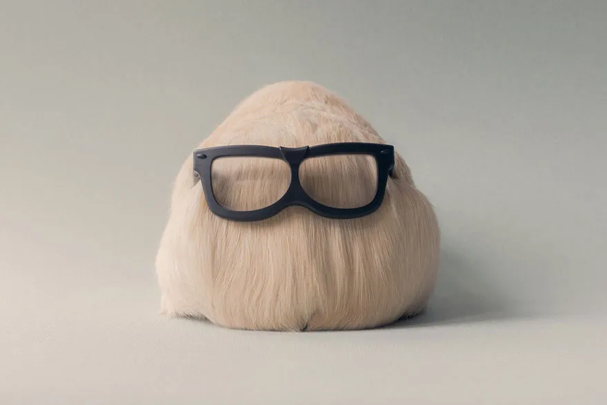 Photo copyright Bored Panda/Lieveheerbeestje