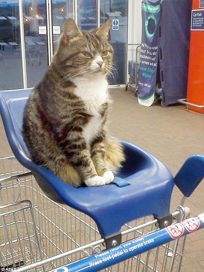 Mango lagi nangkring di atas kursi, siap menyambut pengunjung supermarket | foto: copyright dailymail.co.uk 