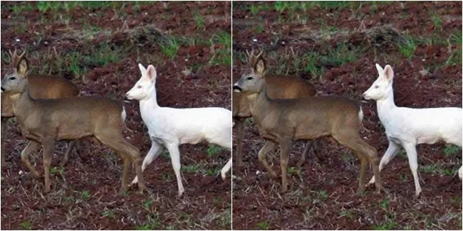 Menakjubkan! Ini 6 Hewan Albino Terunik di Seluruh Dunia 