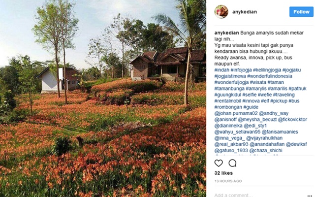 Kebun bunga amarilis di Yogyakarta kembali bermekaran/copyright instagram.com